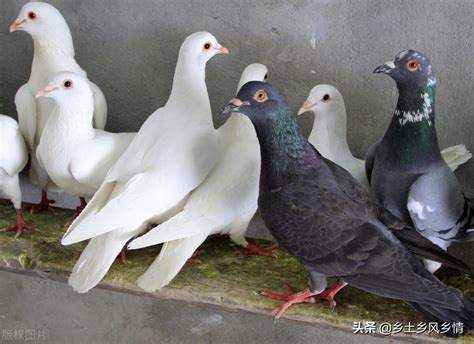家养的信鸽和种鸽--中国信鸽信息网相册