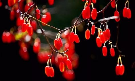 重阳节人人佩戴的茱萸，其实是古代的辣椒丨文化风向标_凤凰网文创_凤凰网