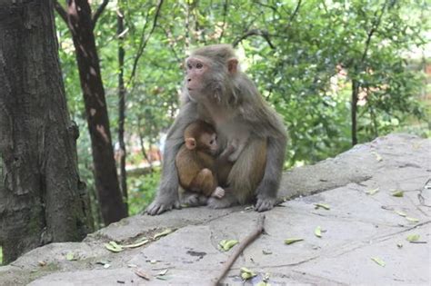 几月出生的猴宝宝最好 几月份的猴宝宝最好命 - 万年历