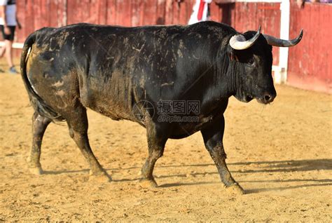 斗牛场里长着大角的强壮公牛高清图片下载-正版图片504603128-摄图网