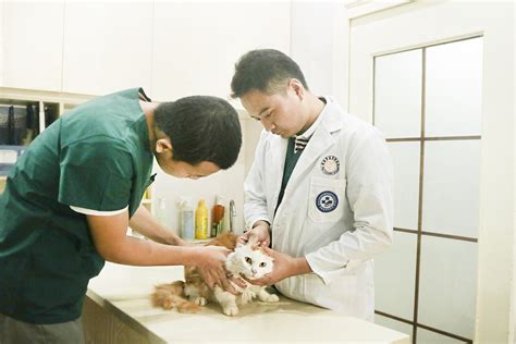 《宠物医院3》首发概念预告官宣回归 精彩升级治愈继续_电视新闻_大众网
