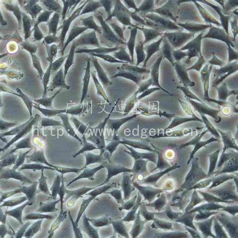 4T1-LUC萤火虫荧光素酶标记的小鼠乳腺癌细胞-企业官网