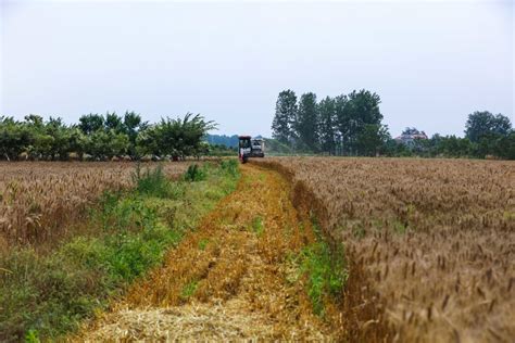 河南麦收新图景丨周口1100多万亩麦田 好“丰”景-大河新闻
