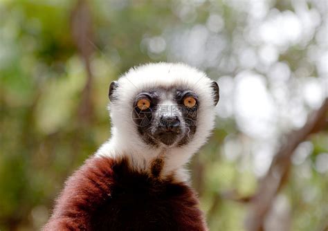 马达加斯加塔那那利佛的狐猴高清图片下载-正版图片501864868-摄图网