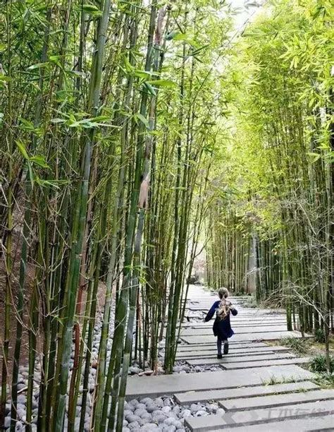 景观观赏竹常用9大设计手法 - 土木在线