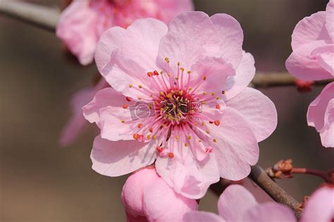 春天桃花盛开高清图片下载-正版图片500320125-摄图网