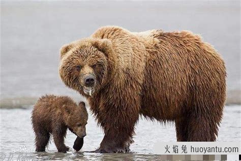 世界上最大的熊Top10：北极熊仅第三，第一名是科迪亚克棕熊(2)_巴拉排行榜