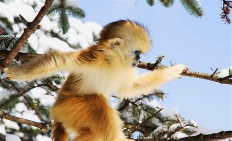 COP15丨“雪山精灵”滇金丝猴_文旅头条