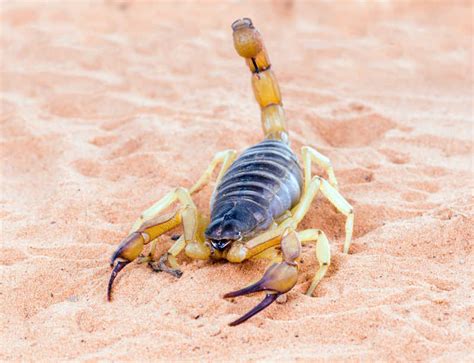 雨林蝎怎么繁殖多大能繁殖繁殖时会怎么样 雨林蝎吃什么能活多久