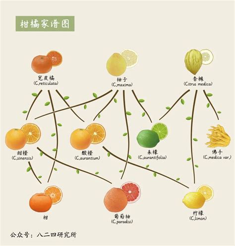 重庆柑橘——闪耀三峡库区的“致富明珠”