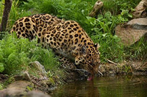 濒临灭绝的阿穆尔豹在绿色森林里喝河水高清图片下载-正版图片503347591-摄图网