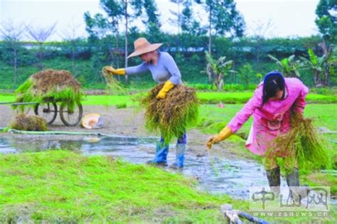 中山种植草皮-广东省农业农村厅网站