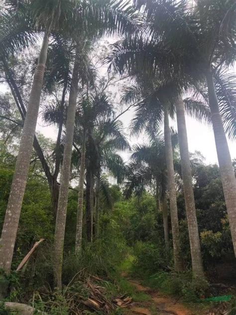 福建大王椰子树种植基地 浙江大王棕批发价格 大王椰子供应大王椰-阿里巴巴