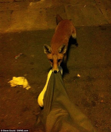 英国伦敦醉汉宿醉街头 翌日醒来发现小狐狸紧咬自己裤管 - 神秘的地球 科学|自然|地理|探索