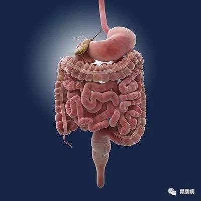 人体消化系统大小肠解剖照片摄影图片_ID:423785096-Veer图库