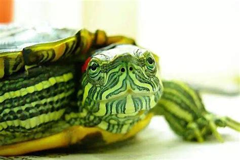 巴西龟怎么养？3分钟就能学会的超实用巴西龟饲养知识 - 知乎