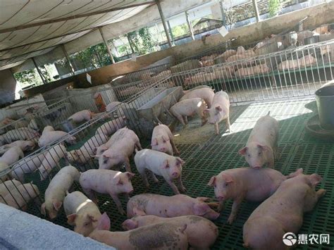 8月6日15公斤仔猪价格高企，但利润可观，陕西投资100亿元养猪！ - 猪好多网
