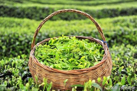 茶树主要病虫害形成原因及绿色防控技术_进行