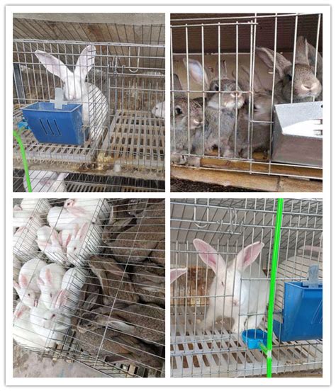 景德镇哪里有卖种兔肉兔的_肉兔养殖场_百成种兔养殖场