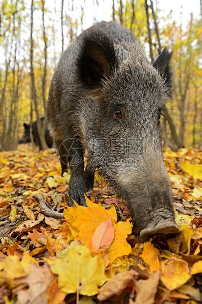 秋天森林里的野猪高清图片下载-正版图片507054971-摄图网