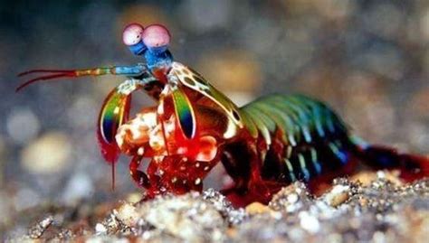 雀尾螳螂虾：漂亮凶悍的海洋拳王，得用防弹玻璃水缸养它-搜狐大视野-搜狐新闻