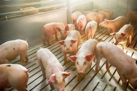 8月5日猪价：23省猪价下跌，但养殖户补栏热情上涨，下半年猪价将再创高点？ - 猪好多网