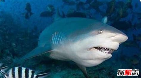 这八部电影中的变异鲨鱼，你觉得哪个更厉害，远古鲨一口咬下直升机_腾讯视频