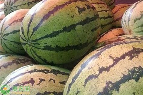 2022年6月29日西瓜产区价格汇总 - 蔬菜行情 - 绿果网