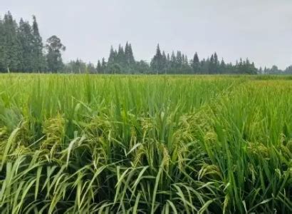 解密水稻半矮杆与应用之谜-南宁华丘生物科技有限公司