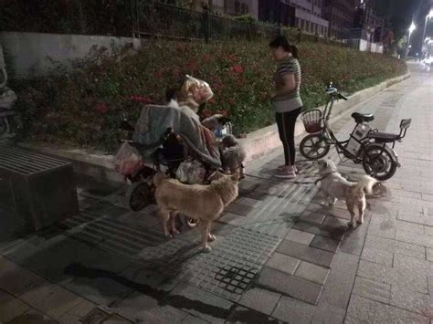 女子带着8只狗流浪深圳街头，丈夫从桂林赶来接她却惊慌而逃