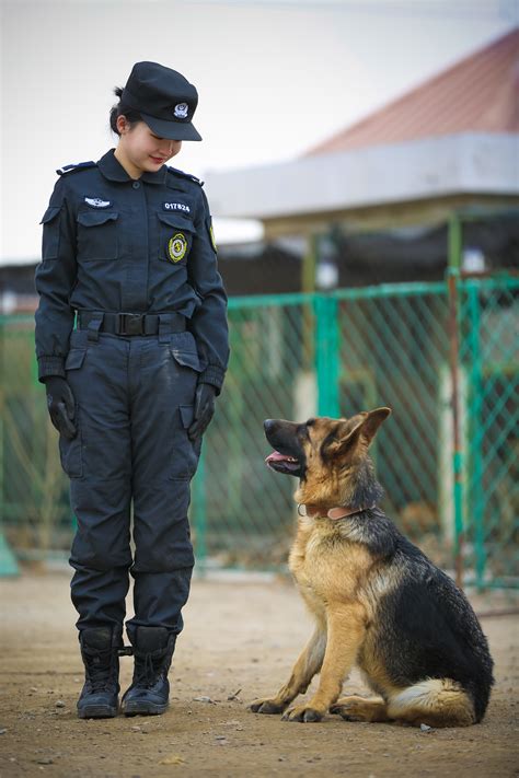 你知道警犬是如何训练的吗？什么品种更适合做警犬？警犬……_澎湃号·政务_澎湃新闻-The Paper