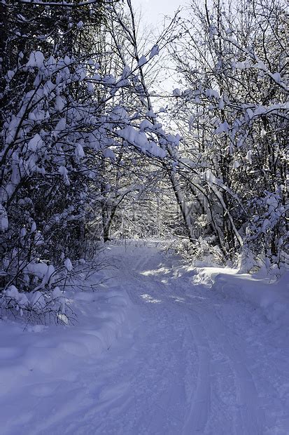 森林里下雪的暴风雪高清图片下载-正版图片300154279-摄图网