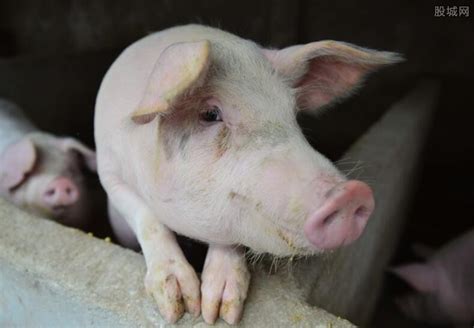 今日猪价由涨转跌 海南生猪44元/公斤-股城消费