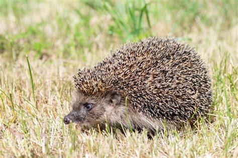 Premium Photo | Young beautiful hedgehog in natural habitat outdoors in ...