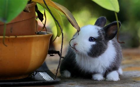 可爱小兔子摄影图高清摄影大图-千库网