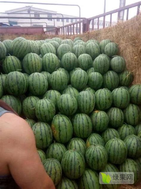 吉林省白城京欣西瓜大量发货 - 绿果网