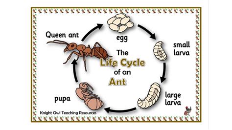 Ant Facts, Types, Identification, Habitat, Diet, Adaptations