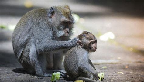 生肖猴生什么属相的小孩最好 属猴人适合什么生生肖的宝宝 - 万年历