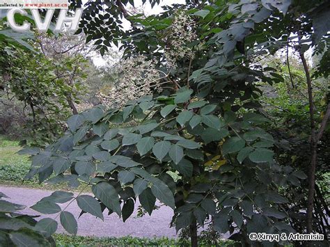 红花檵木（拉丁学名：Loropetalum chinense var.rubrum），又名