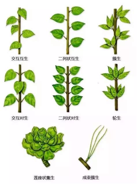 常见100科植物 · 简要识别特征