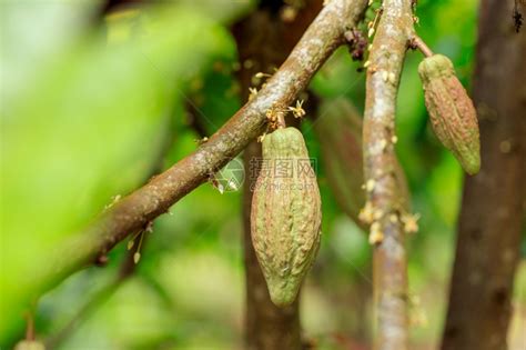 热带豆荚CacaoTreeTheobromacacao自然界中的有机可果荚食物高清图片下载-正版图片307837002-摄图网