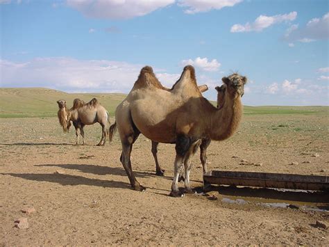 骆驼有哪些生理特性？为什么被称作「沙漠之舟」？ - 知乎
