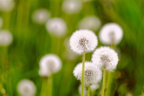 dandelion是什么软件，dandelionwifiwork是什么软件