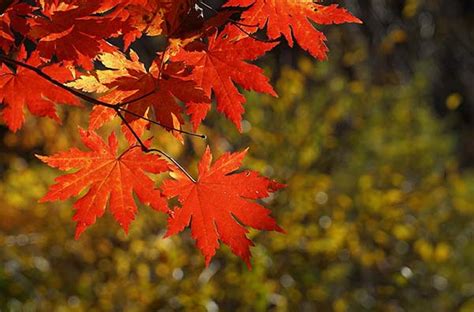 秋季 日落 木材 树叶 秋天的树叶 枫木 叶图片下载 - 觅知网