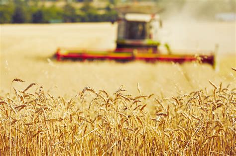 小麦 麦田 收获 作物 原野 粮食 农村 农业 谷类 绿色图片下载 - 觅知网