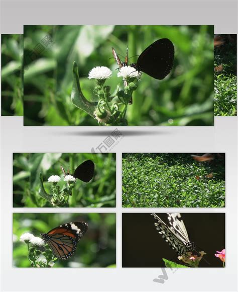 蝴蝶在大自然的绿叶上交配，周围是其他蝴蝶。视频素材_ID:VCG42N1163284784-VCG.COM