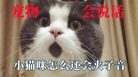 【看看搞笑】搞笑动物!吃奶的猫猫-搞笑视频-搜狐视频