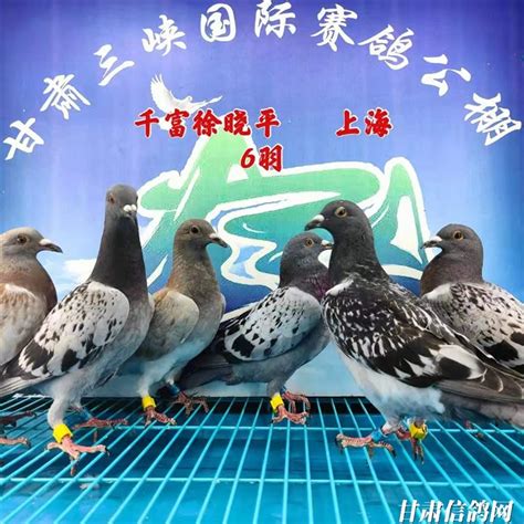 甘肃三峡国际赛鸽公棚5月11日幼鸽入棚照【不断更新中…】－甘肃三峡国际赛鸽公棚