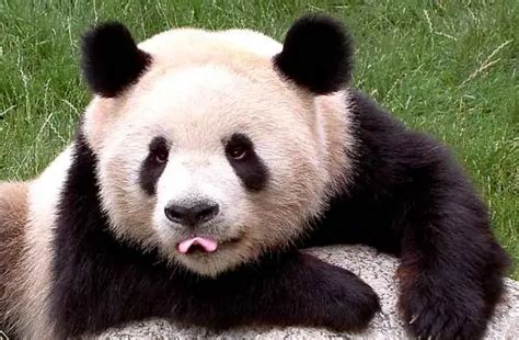 描写大熊猫外貌的作文（精选40篇）