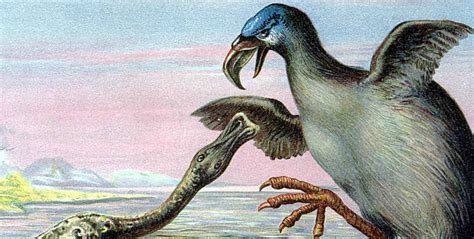 科学网—探访凶猛的澳洲巨鸟·给动物们照相的故事(2) - 段煦的博文